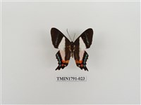 藏品(外國蝴蝶)的圖片